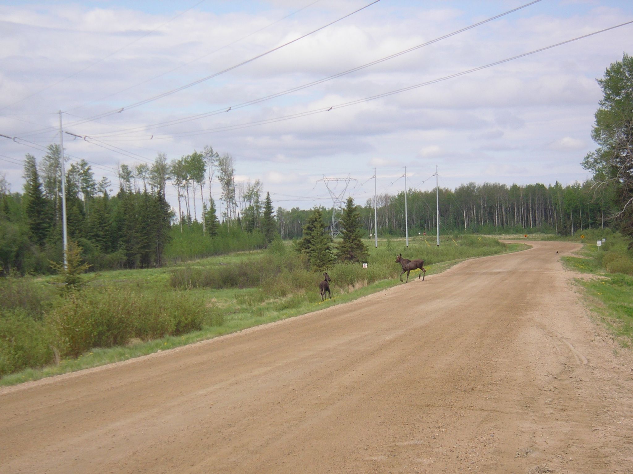 12   Boreal   road through study centre 2005 06 03